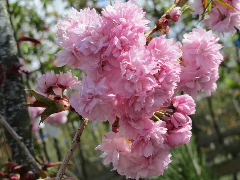 PRUNUS KIKU SHIDARE SAKURA 12