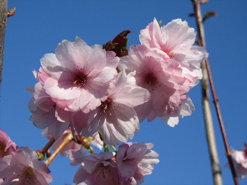 PRUNUS SERRULATA BENI YUTAKA