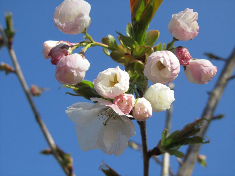 PRUNUS SHIROTAE 4