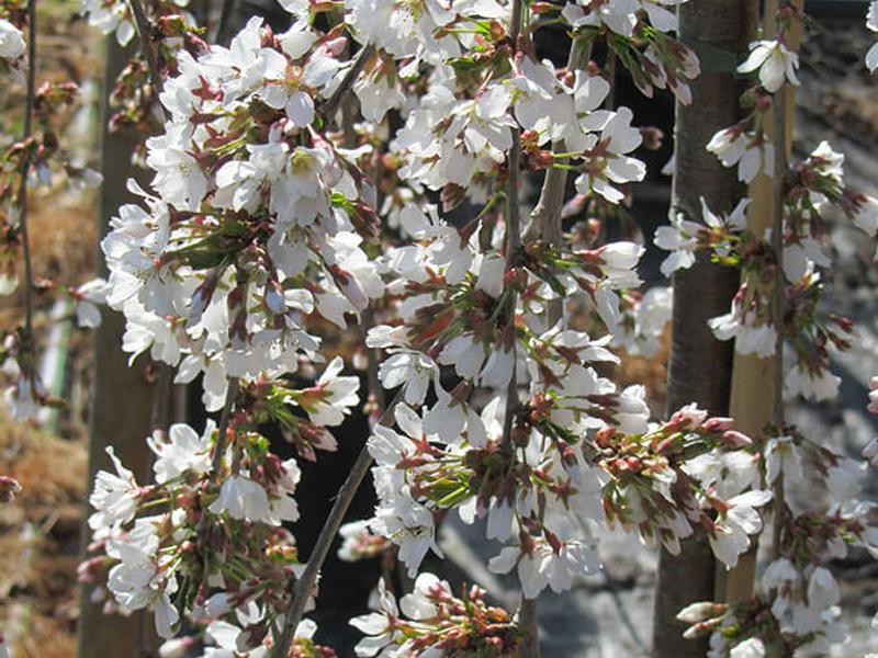 PRUNUS SNOW SHOWERS 33