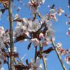 PRUNUS SPIRE 1
