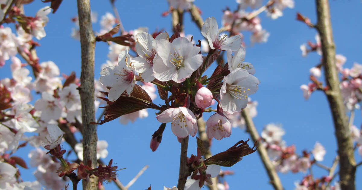 Spire Cherry - Prunus Spire | Chew Valley Trees