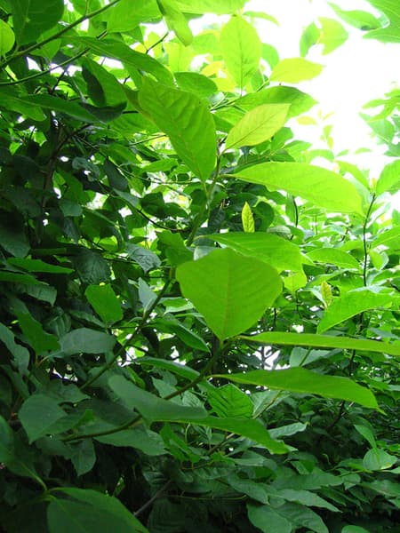 Paulowinia tomentosa 1