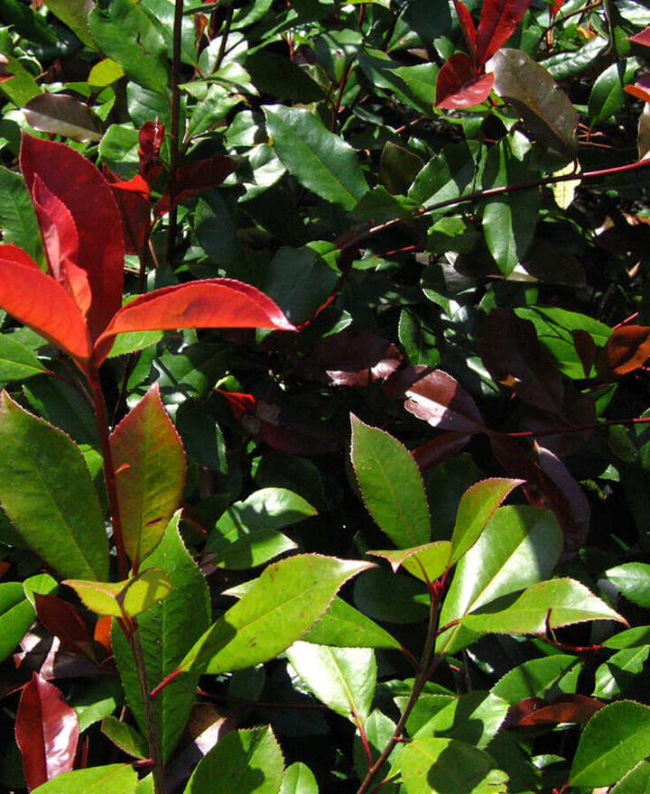 Photinia x fraseri red robin 18