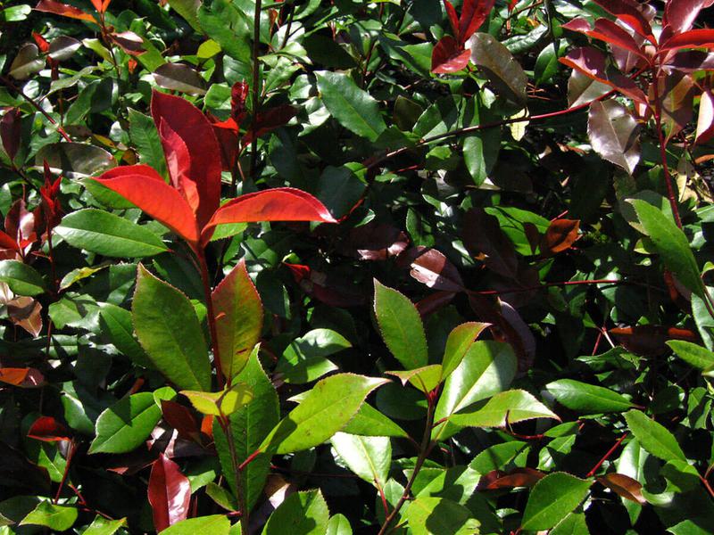 Photinia x fraseri red robin 18