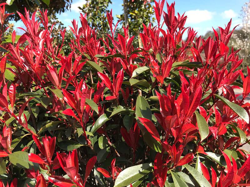 Photinia robusta compacta 1200