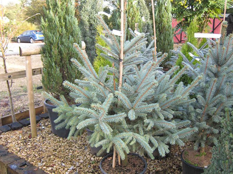 Picea Pungens 2