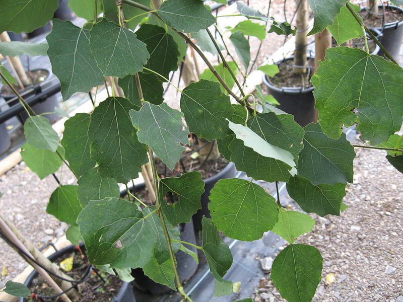 Populus Tremula 2