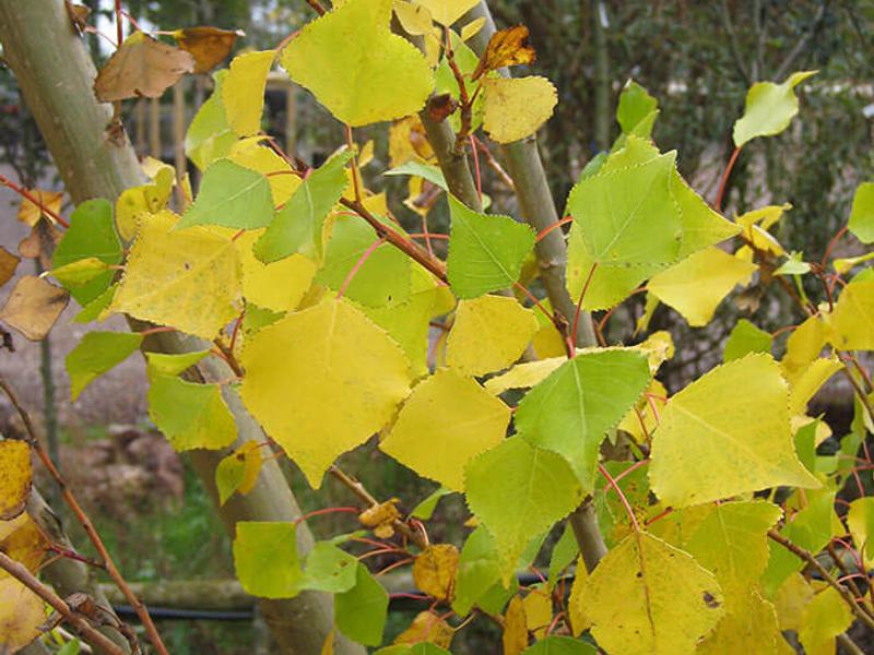 Populus nigra italica 3