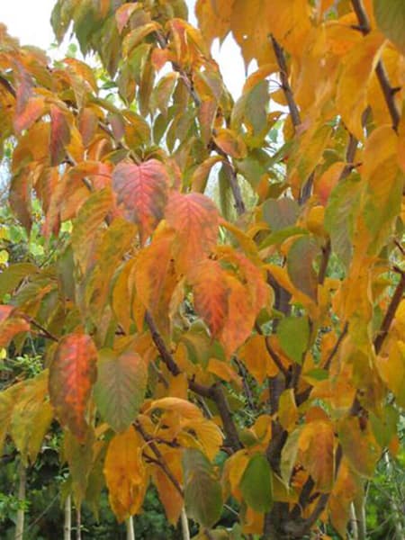 Prunius Sargentii 1