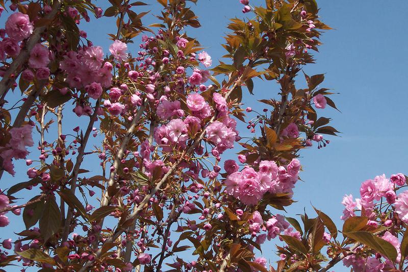 Prunus Kanzan 1