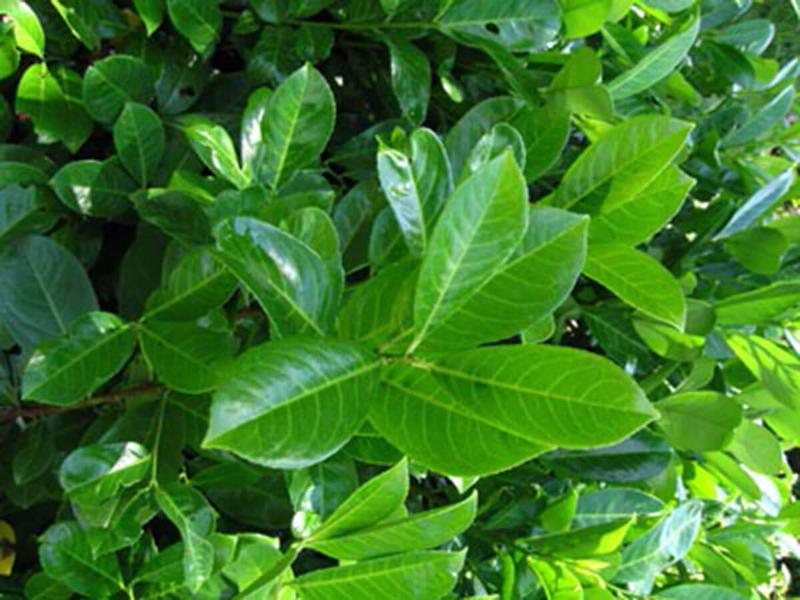 Prunus Laurocerasus 1