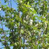 Prunus Padus Albertii 11