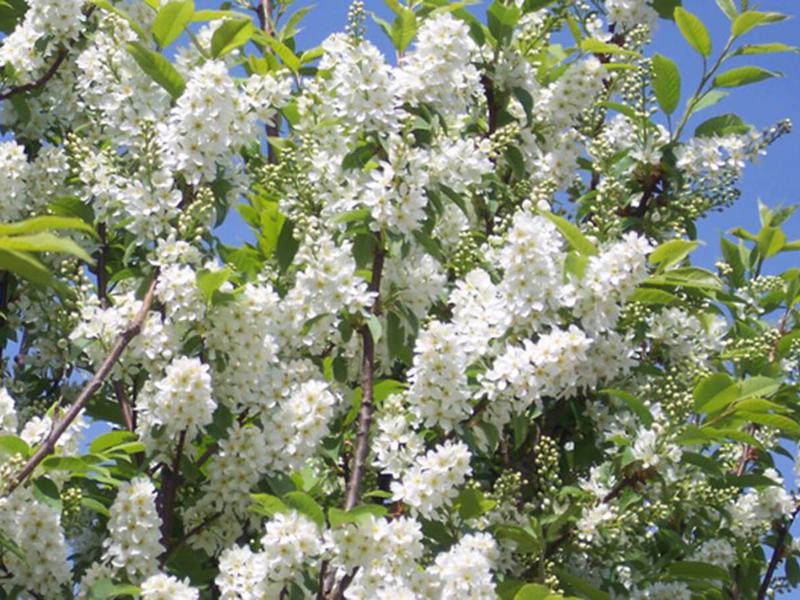Prunus Padus Albertii 15
