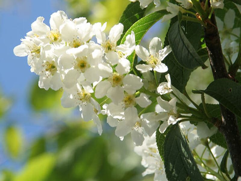 Prunus Padus Albertii 6