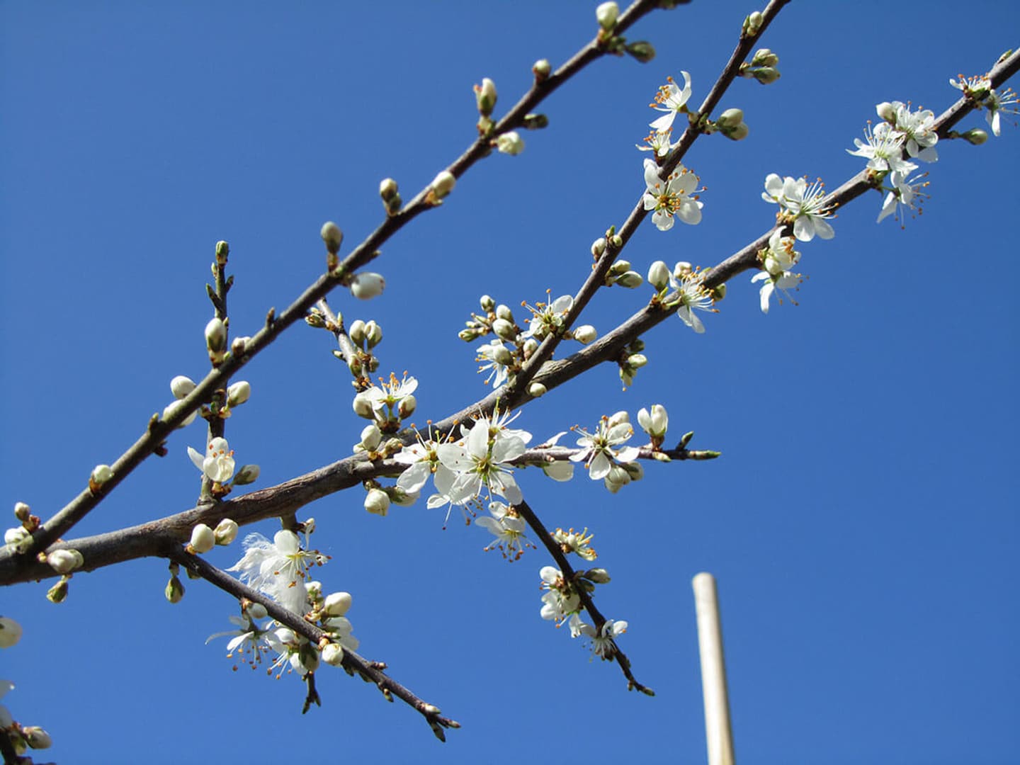 Prunus spinosa