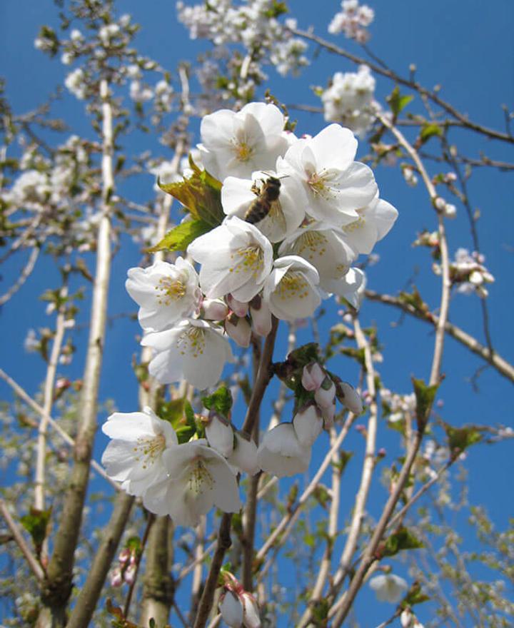 Prunus umineko 6
