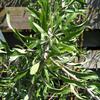 Pyrus salicifolia pendula 8