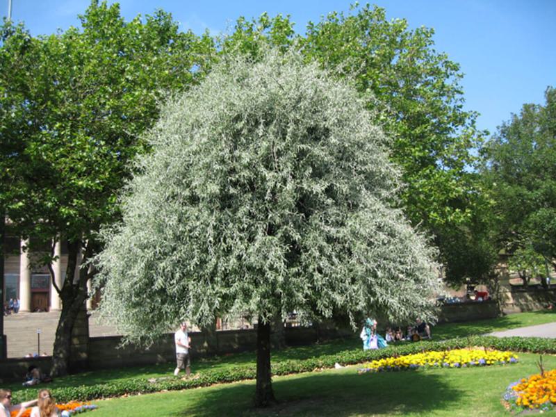 Pyrus salicifolia pendula 2b