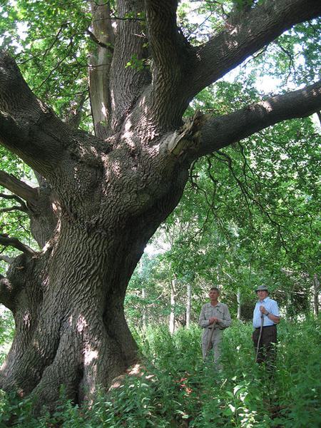 Quercus Robur 21