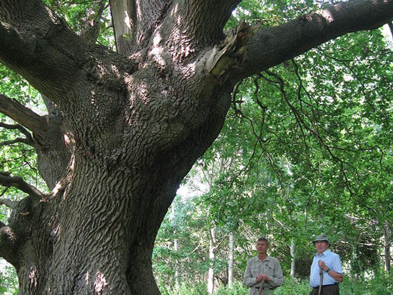 Quercus Robur 21