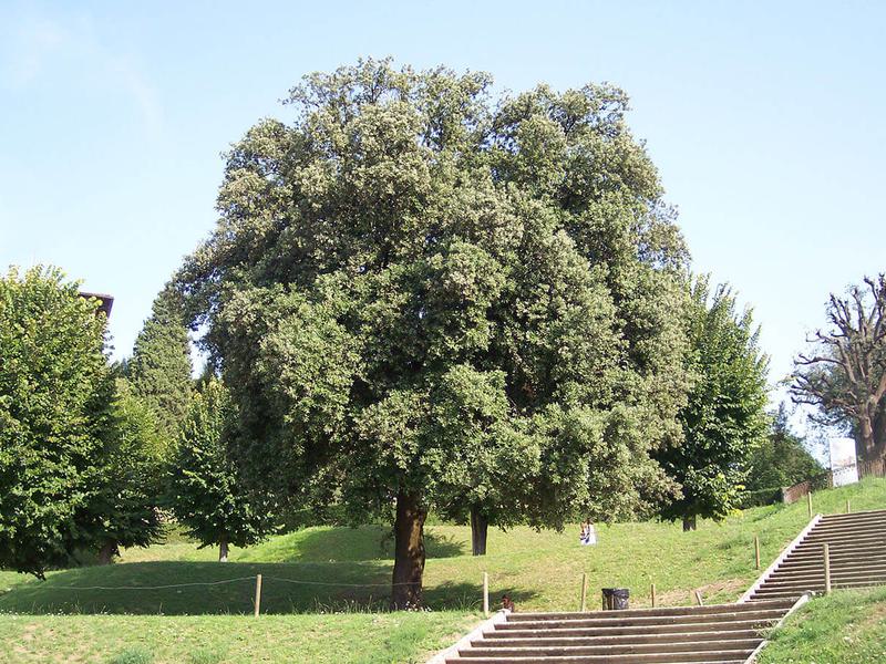Quercus ilex 6