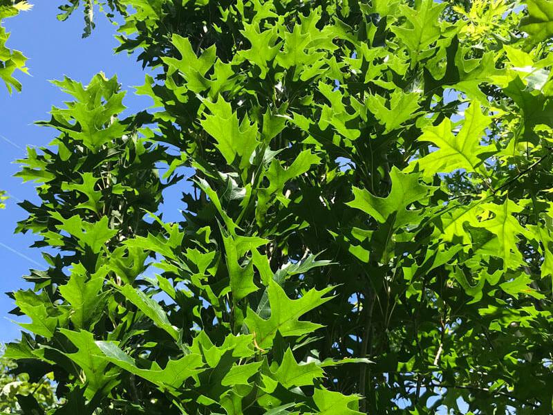 Quercus palustris Green Pillar 2