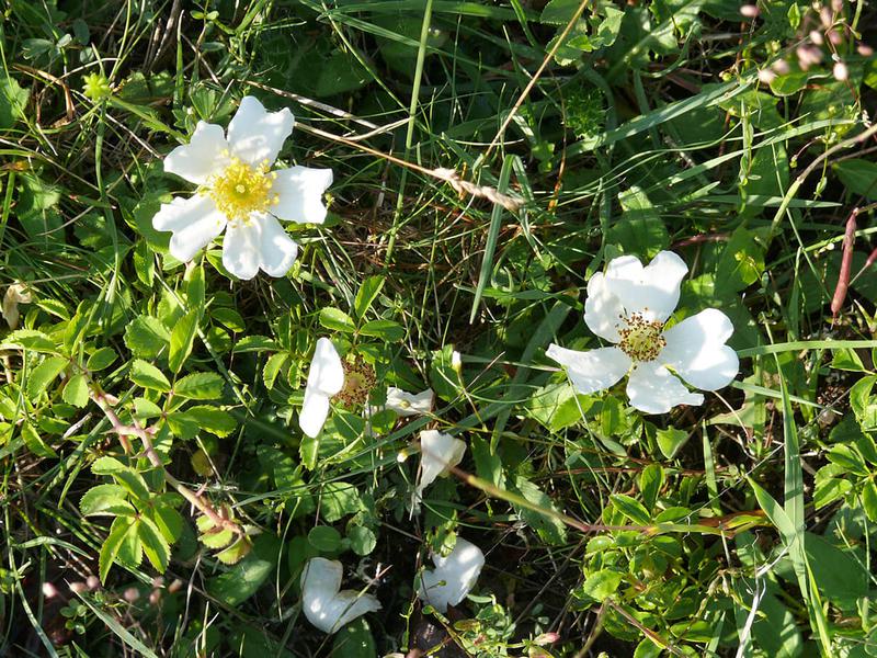 ROSA ARVENSIS