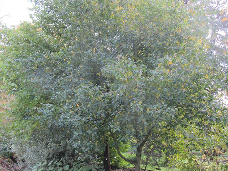 Rhamnus frangula 2b