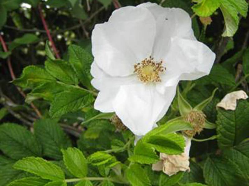 Rosa Rugosa Alba 3