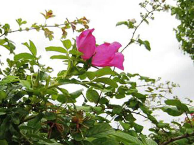 Rosa rugosa Rubra 3