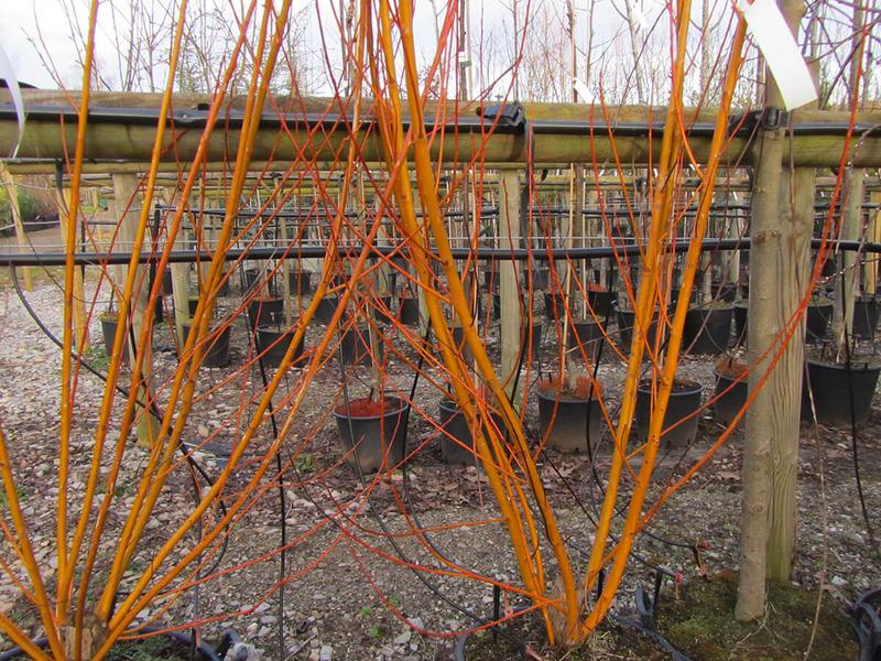 SALIX ALBA BRITZENSIS 1