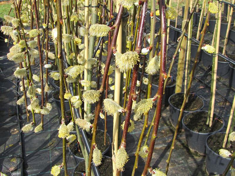 SALIX CAPREA PENDULA 2