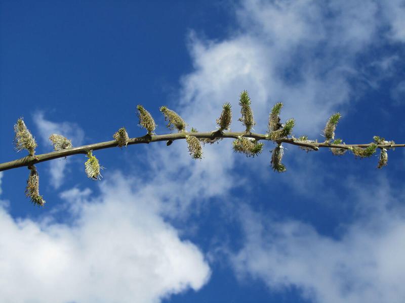 SALIX DAPHNOIDES