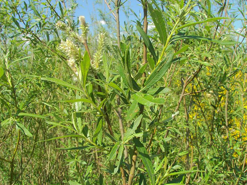 SALIX VIMINALIS