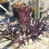 SAMBUCUS NIGRA BLACK LACE 1
