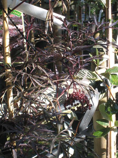 SAMBUCUS NIGRA BLACK LACE 17