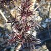 SAMBUCUS NIGRA BLACK LACE 22