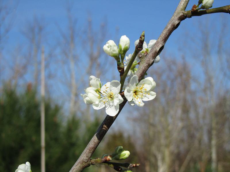 SHROPSHIRE PRUNE 1