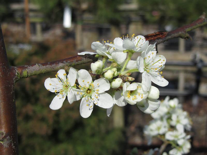 SHROPSHIRE PRUNE 1 1