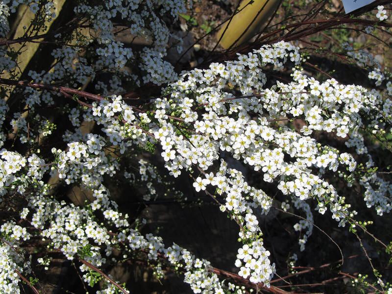 SPIRAEA ARGUTA 2