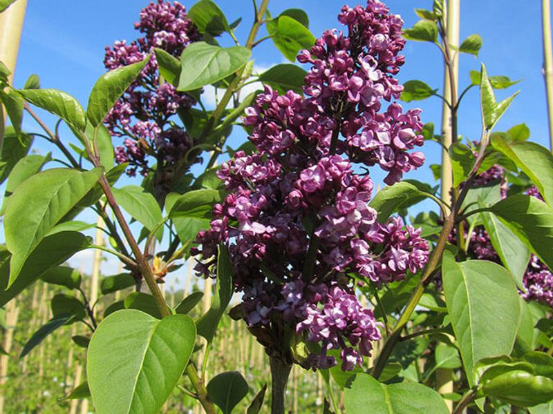 SYRINGA CHARLES JOLY 7