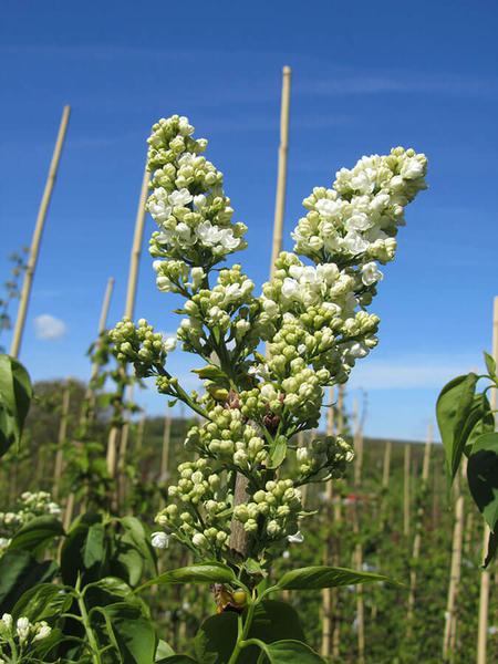 SYRINGA LEMONE 4