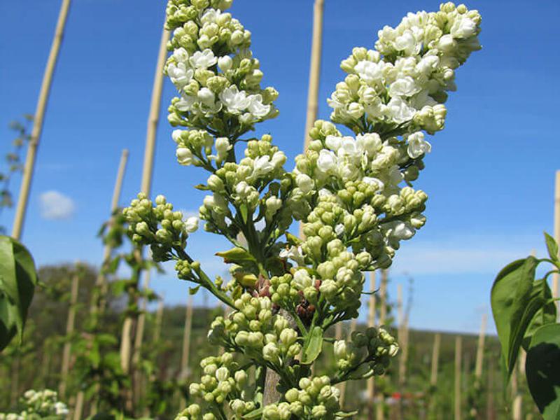 SYRINGA LEMONE 4