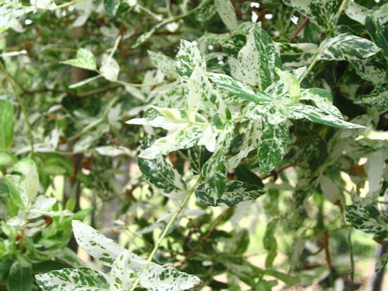 Salix integra Hakuro Nishiki 1