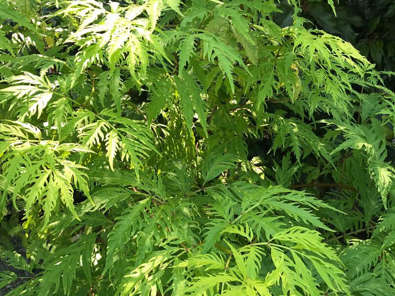 Sambucus racemosa Sutherland Gold 1