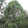 Sequioadendron Giganteum 1