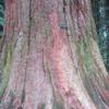 Sequoidendron giganteum 6b