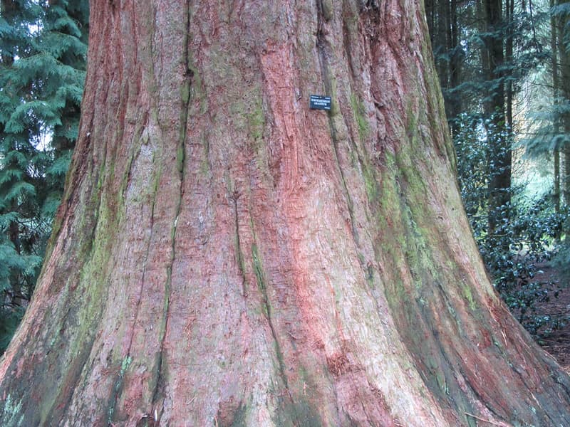 Sequoidendron giganteum 6b
