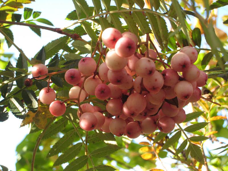 Sorbus hupehensis 13